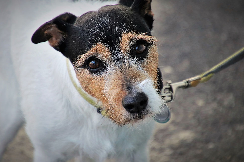 Old Terrier on a lead