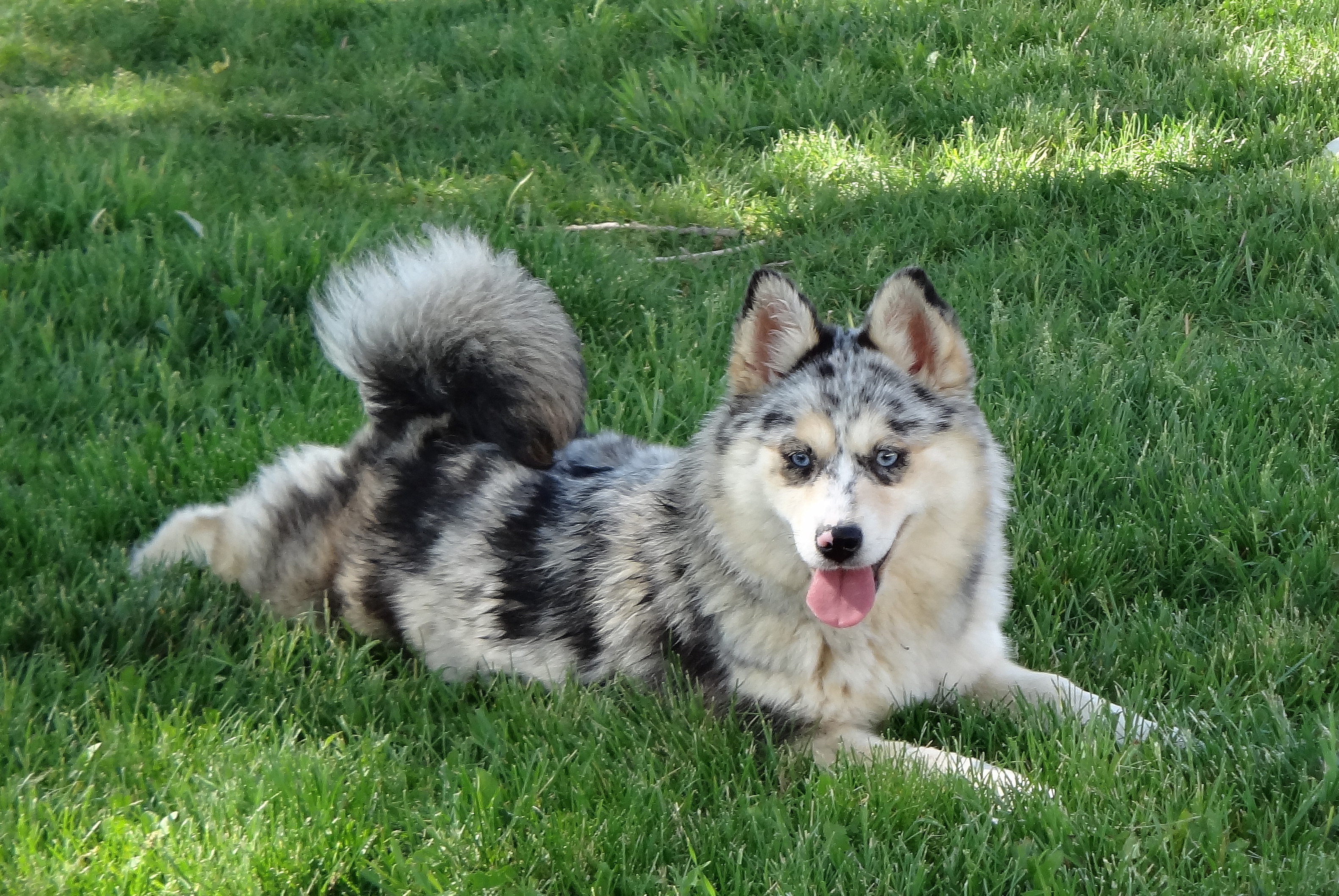 blue merle pomsky