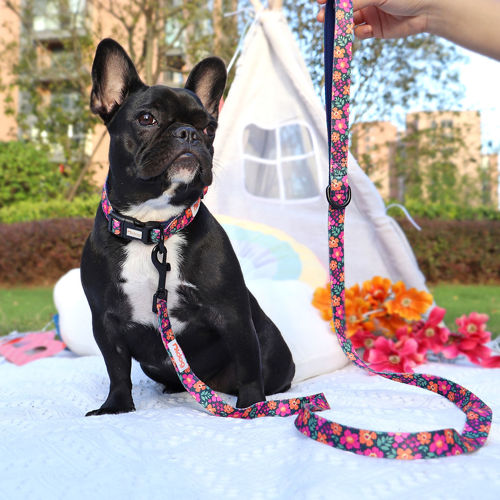 Thumbnail: Nylon Dog Collar and Leash Set Adjustable