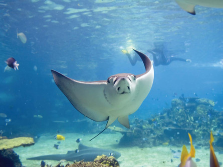 Stingrays