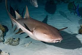 Nurse Sharks