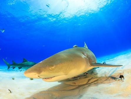 All about Lemon Sharks