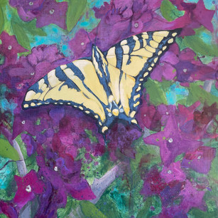 "Butterfly on Hibiscus"