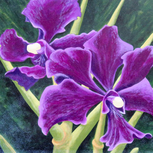 "Velvet" (Orchid)