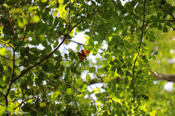 Nymphale du figuier - Marpesia petreus