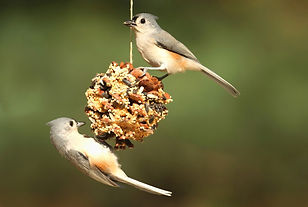 Two birds on a hanging pinecone feeder.