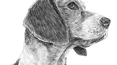 dog-8024345_1280_edited.jpg