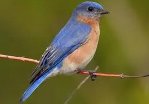Photo of a bluebird on a branch