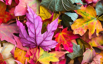 colorful-2609978_1280.jpg