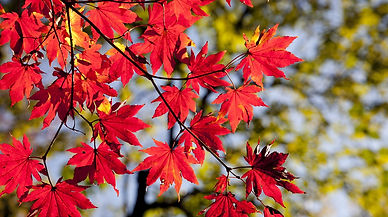 maple-leaves-2789234_1280.jpg