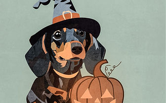 dachshund-8285220_1280 (1).jpg