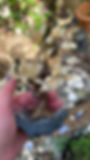 Thumbnail: Crystal Trees 