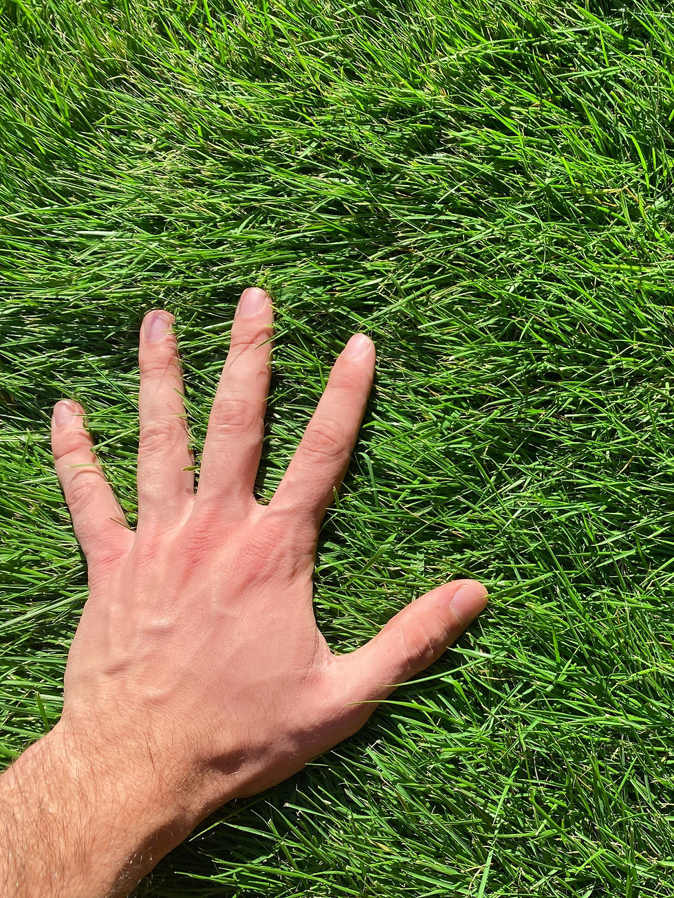 grama para jardim, grama Americana, grama zeon, grama zeon zoysia, leiva de grama, grama japonesa, grameira, comprar grama, tipos de grama, grama esmeralda preço