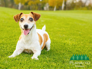 Grama boa para cachorro - 3 dicas simples para salvar o gramado