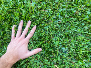 Grama São Carlos - As 4 principais características