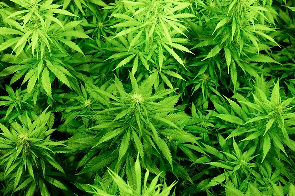 fondo-plantas-marihuana-vista-superior-cultivo-industrial-cannabis_135745-110.webp