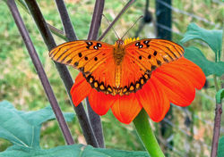 Landscape Architecture