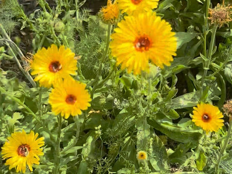 The Healing Power of Calendula & How to Make Your Own Calendula Balm