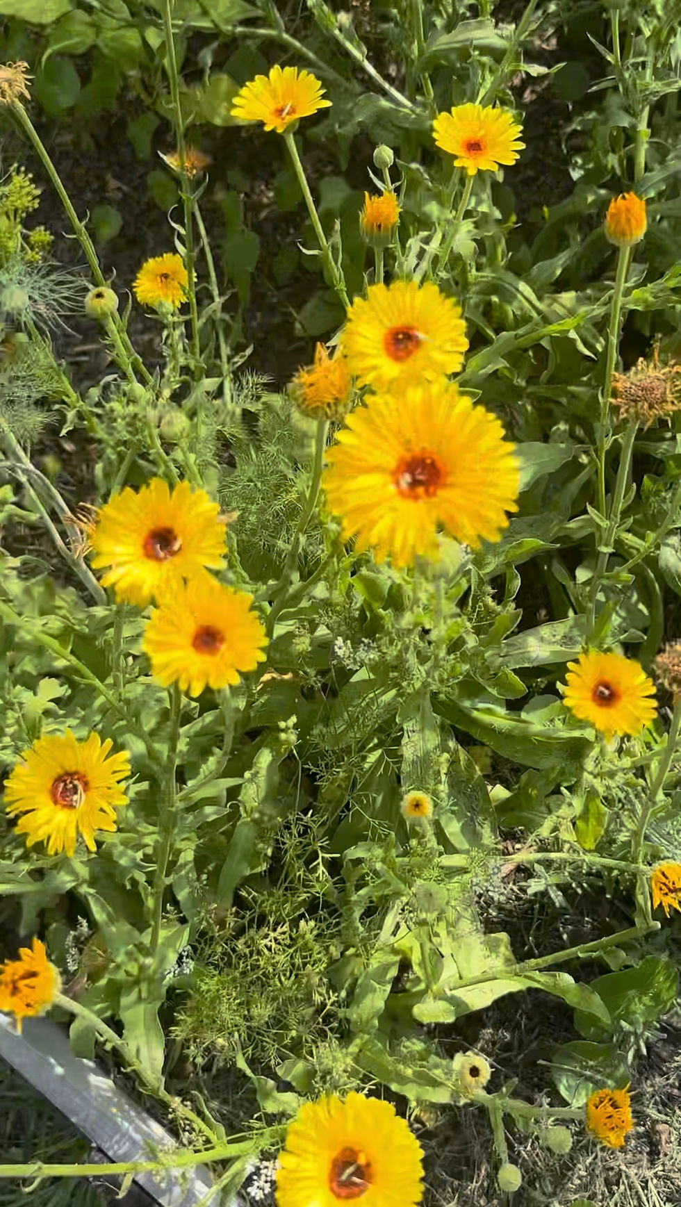 The Healing Power of Calendula & How to Make Your Own Calendula Balm
