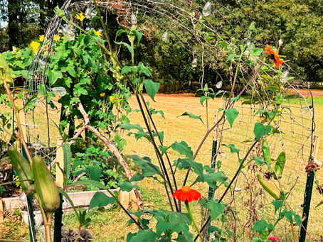 "Unleash Your Green Thumb: Seed-starting, The Easiest Seeds to Start This Year"