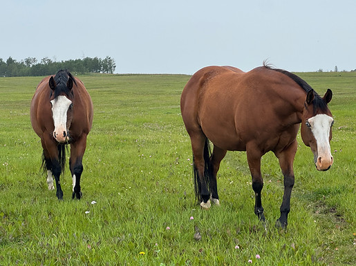Broodmares, NRHA, Reining, AQHA, Reining Alberta