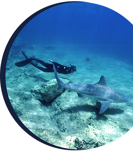 EU European sharks