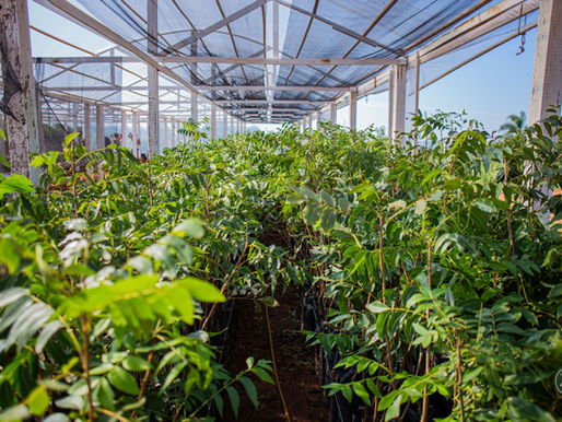 Descubra qual muda de noz pecan escolher, diferenças entre mudas tradicionais e inoculadas com trufa e como decidir com segurança.