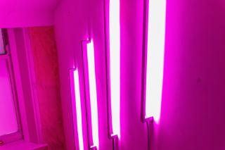 Several bright pink fluorescent lights are mounted on a pink wall, casting a vibrant glow on the surrounding area. Designed and installed by Frankie Boyle Studio.