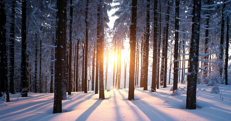 winter pic IMG_4500.jpeg