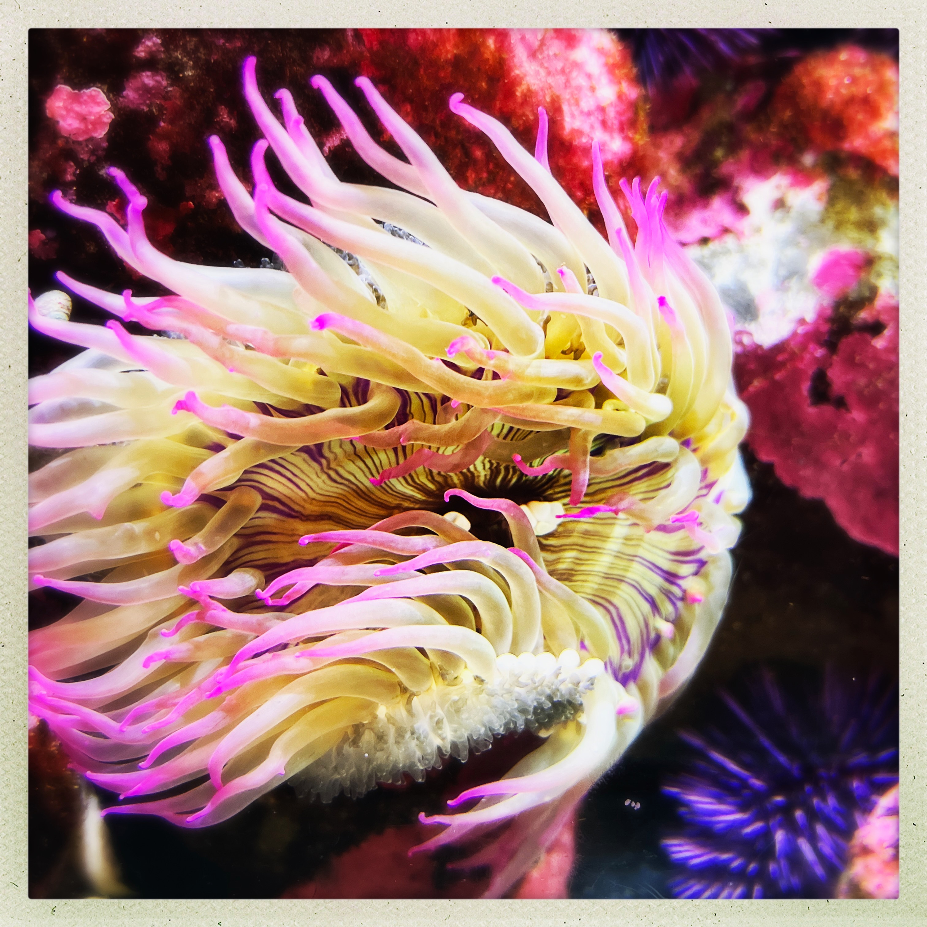 Pink Anemone