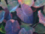purple passion