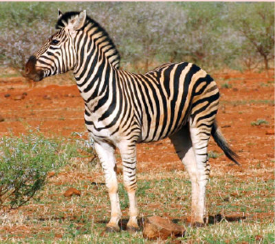 Zebra Costume