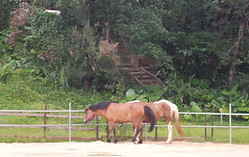 DSCN0229.JPG