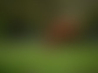 Murió Rags to Riches, la yegua que desafió la historia y doblegó a Curlin en el Belmont