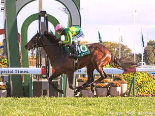 Sweetie Girl, otra yegua argentina que se luce como madre en Japón