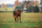 Thanks for everything, Serena's Song...  / DENALI STUD