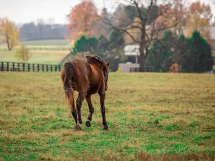 Adiós a Serena’s Song, una reina que marcó una era en el turf mundial