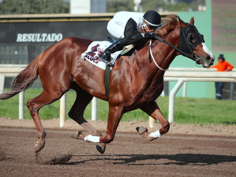 Gluck fue Caballo del Año en Perú; premio para la argentina Gaza Strip