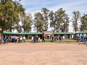 Ni la tormenta pudo detener otra venta notable en el Haras La Tradición