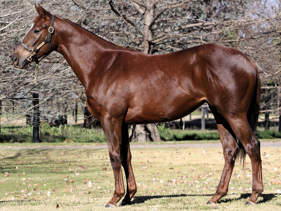 Tiempo de Gracia fue precio máximo en la Gran Venta Anual del Haras Carampangue