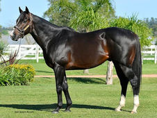 Murió en Uruguay Trinniberg, Campeón Velocista de 2012 en USA