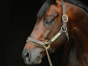 Resumen Gran Venta de Productos 2024 de Racehorse