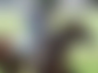 Sovereignty ya pisa Oaklawn y se prepara para su esperado regreso