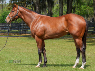 Un hijo de Flightline hace historia: US$10.5 millones y récord absoluto en OBS