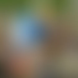 Aspiring Artist, el caballo que volvió de la muerte y se agranda en la recta