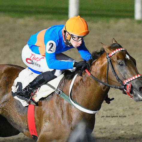 Aspiring Artist, the Horse That Returned from the Dead and Stands Tall on the Straight
