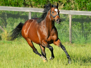 Excel Bomb y Richardisong se lucieron debutando en el Bosque