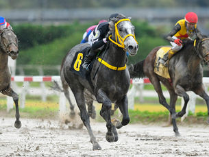 Filippiada Relished the Mud for an Unappealable Victory in the Handicap Platería