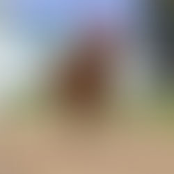 Buen Escosés va ante Atomic Trigger en el Especial El Serrano