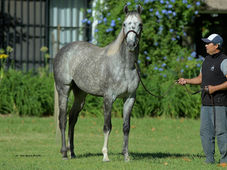 Gidu, un Frankel que pisa fuerte en la cría argentina con su primera camada